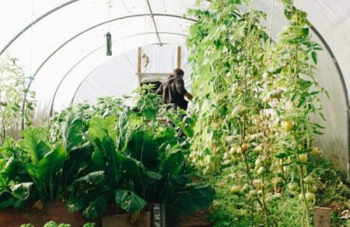 Best Outdoor Greenhouse