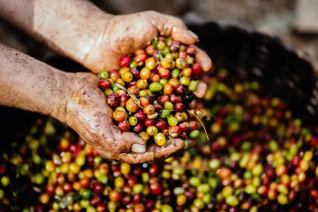 Challenges of Growing Coffee