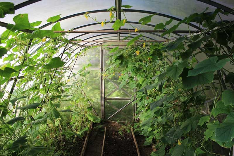 How To Cool A Greenhouse Without Electricity