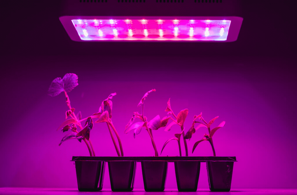 Best Inexpensive LED Grow Light for 4X4 Tent